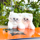 White cat stuffed toy/umao