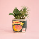 CANNED PEACHES / 야마가와 하루카