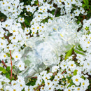 IMU IMU UAMOU / CLEAR GOLD EYES / UAMOU