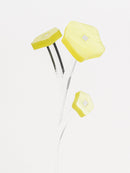 ZOKA / Kikyo / 24 / NEWSED