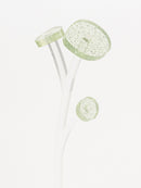 ZOKA / ROUND FLOWER / 37 / NEWSED