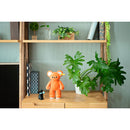 MY BEAR / オレンジ【オンライン限定カラー】 / umao